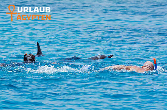 Delfinschwimmen In Hurghada