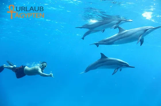 Delfin Ausflug Hurghada – Vip Elite Ausflug