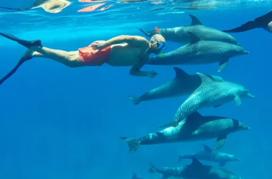 Dolphin House Hurghada: Paradies für Delfinfans