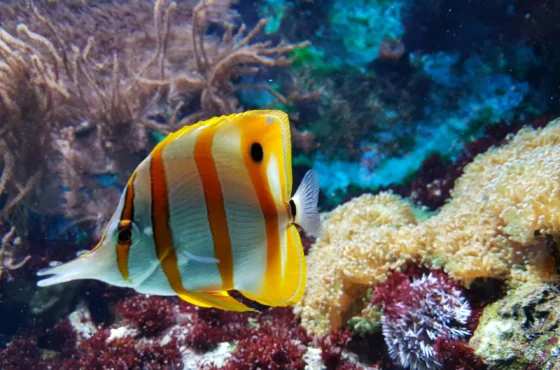 Grand Aquarium 2025 Unterwasserwelt trocken entdecken