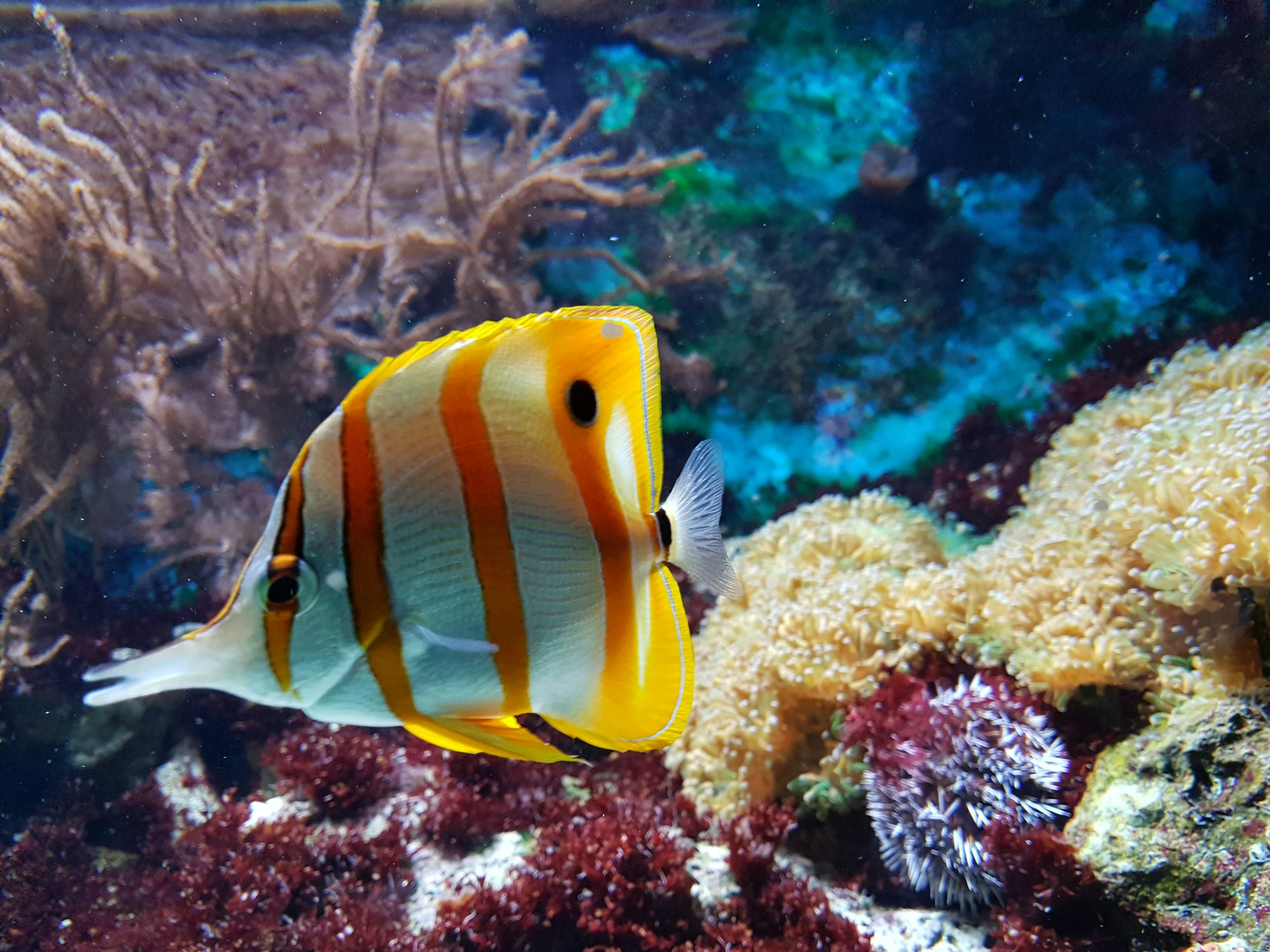 Grand Aquarium