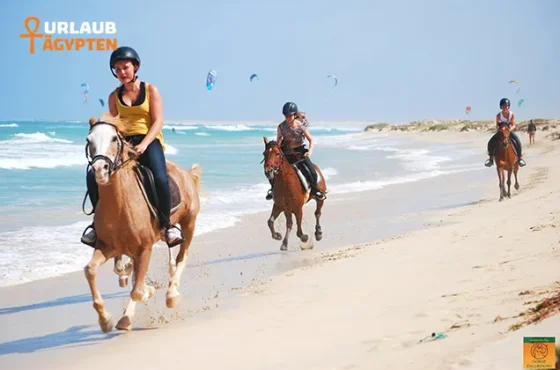 Pferde Reiten Hurghada Privater Reitausflug Am Strand Und In Der Wüste