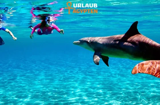 Schnorcheln Mit Delfinen Hurghada – Delfin Ausflug