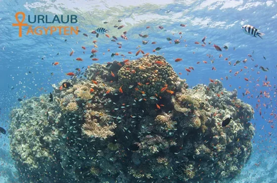 Sharm El Naga Schnorcheln