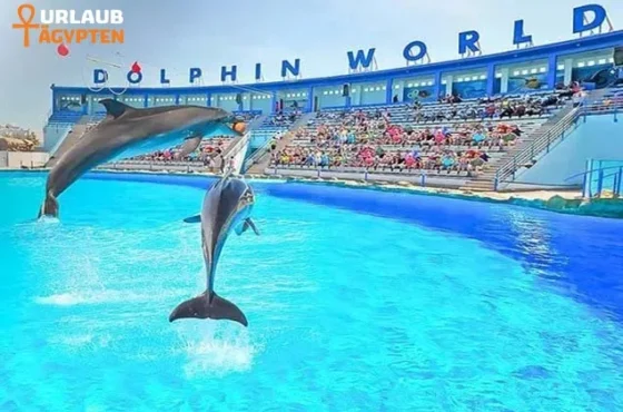 Delfin Show Hurghada – 2 Tage Mit Übernachtung