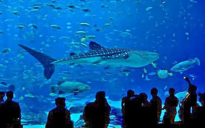 Aquarium Hurghada Preise - urlaub ägypten 3