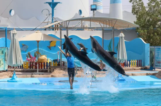 Delfinarium Hurghada Preise