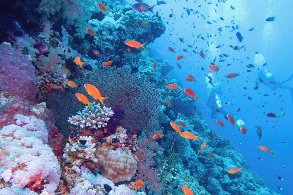 Schnorcheln Hurghada Preise - urlaub ägypten 2