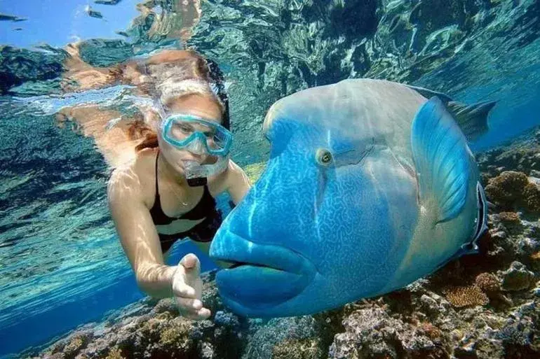 Schnorcheln und Tauchen im Roten Meer - Urlaub Ägypten
